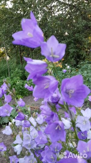 Колокольчик Ромашки Хосты Жемчужница Дербенник