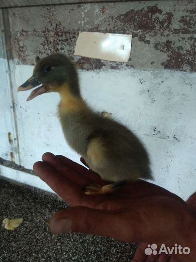 Яйцо инкубационное утиное