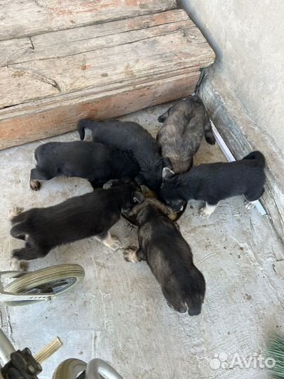 Щенки бесплатно