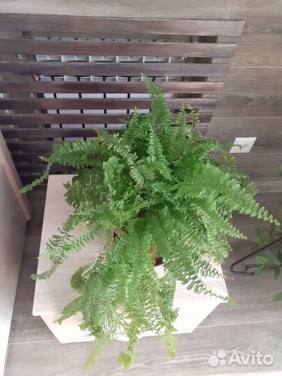 Цветы комнатные