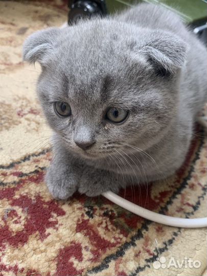 Британские вислоухие котята