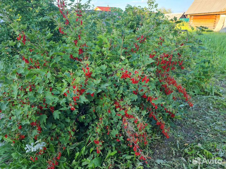 Красная смородина