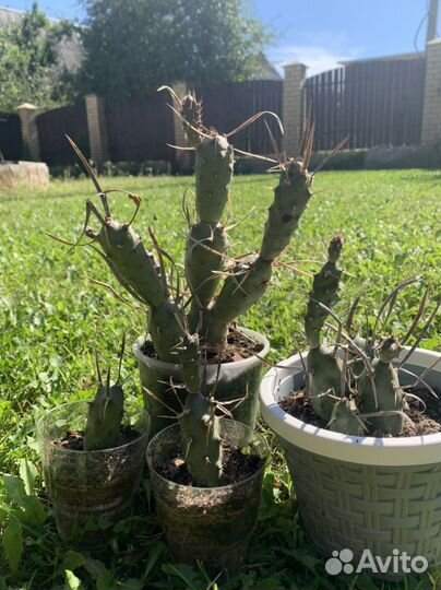 Кактус Тефрокактус членистый