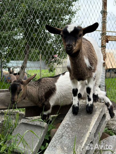 Камерунские козы