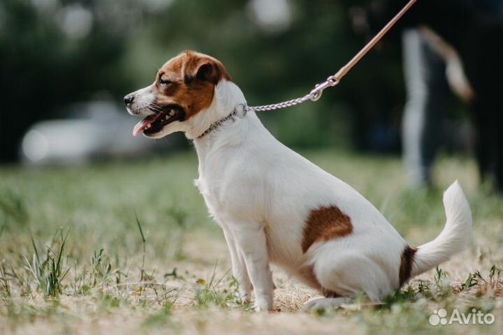 Щенки джек рассел терьер гладкошерстный