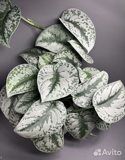 Сциндапсус экзотика, силтвер энн, жаде сатин, хиро