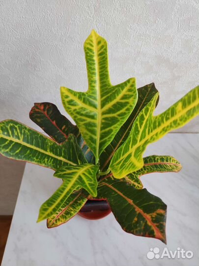 Комнатные растения (кротн,калатея, монстера и др)