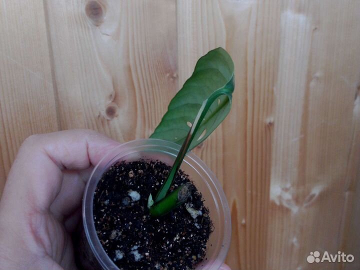 Сциндапсус, эпипремнум