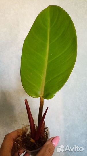 Филодендрон хедерациум,пинг Тонг