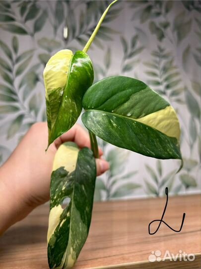 Эпипремнум Марбл квин