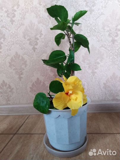 Гибискус китайская роза