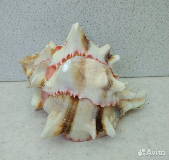 Мурекс Брассика 9,7 морская ракушка раковина