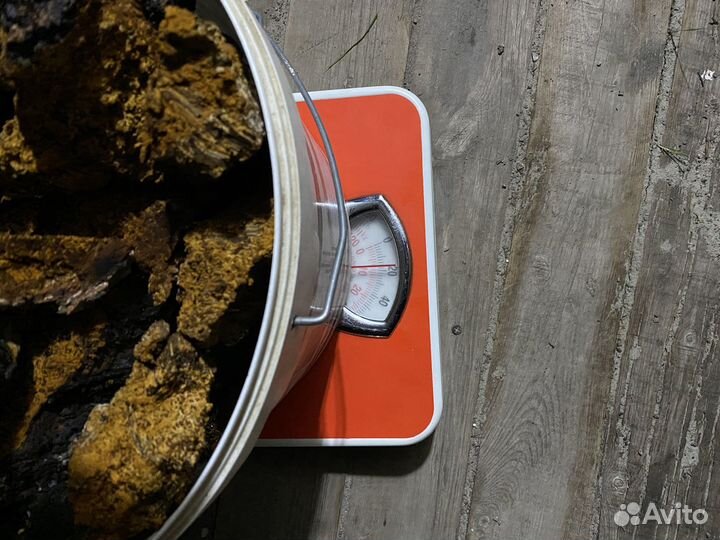 Чага березовая