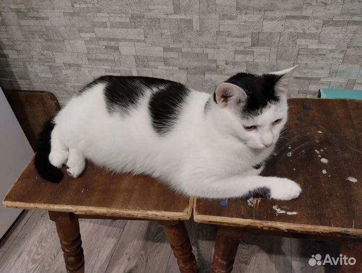 Кошки в добрые руки