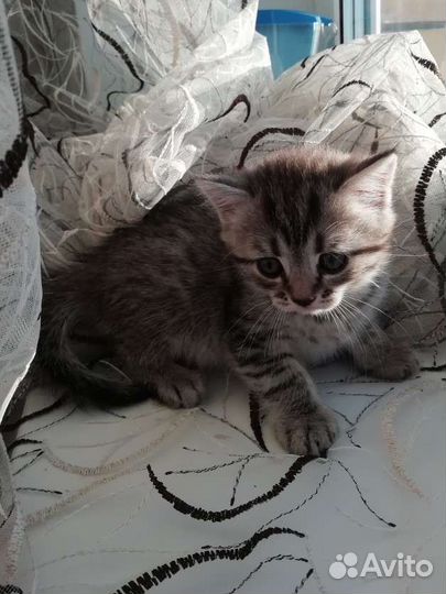 Шотландские прямоухие котята