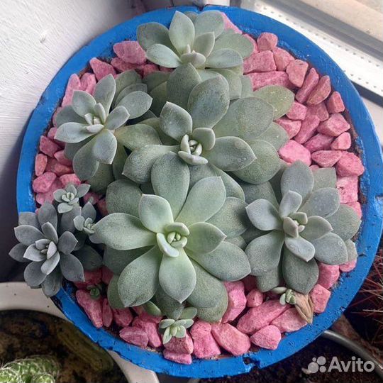 Эхеверия Валентина