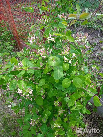 Барбарис, гортензия, жимолость