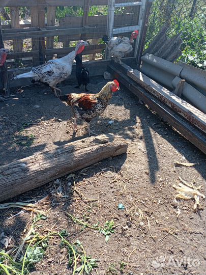 Петушки и индюшки