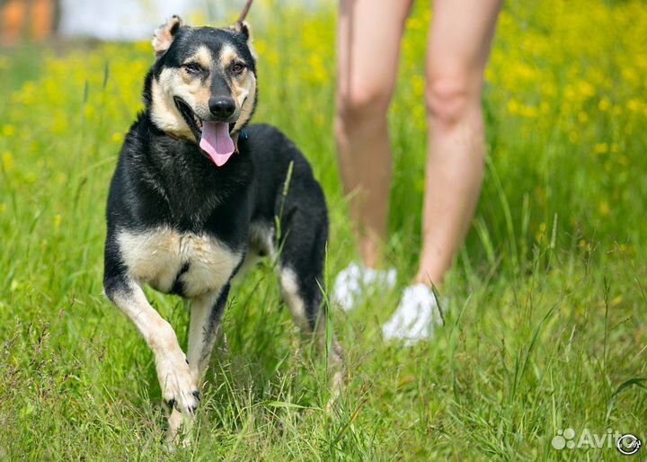 Красавец Никанор ждёт хозяина
