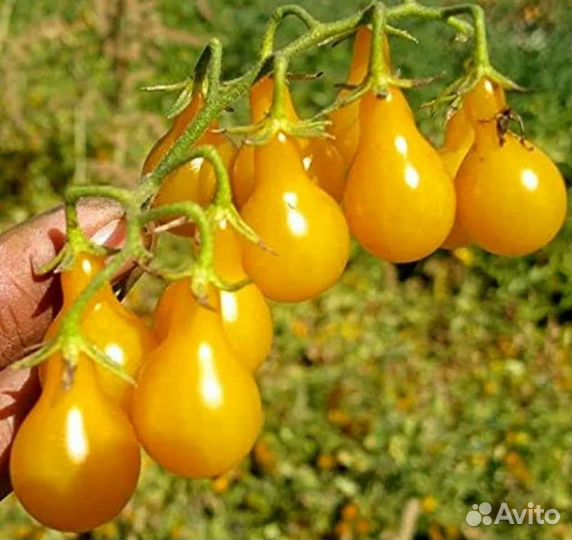 Томат золотой конёк черри