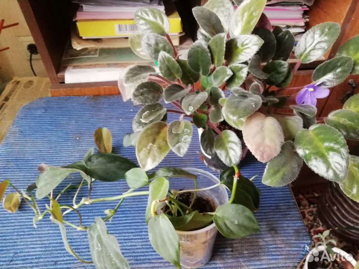 Комнатные цветы