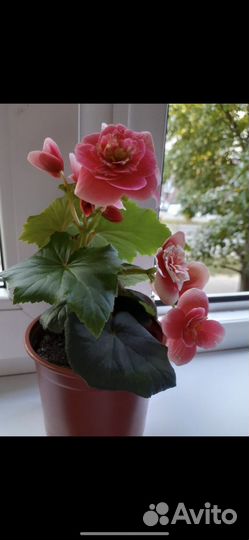 Бегония элатиор розовая