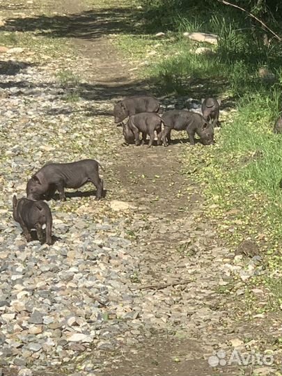 Вьетнамский вислобрюхий поросенок