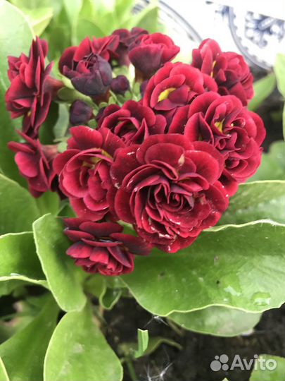 Примула ушковая аурикула