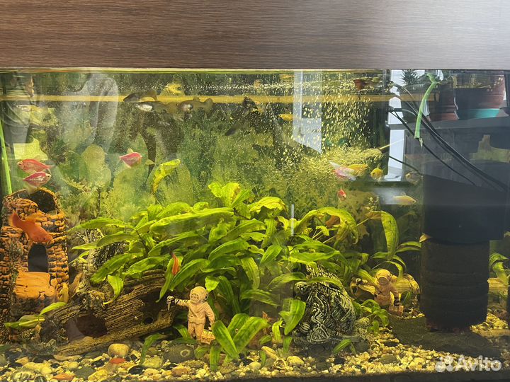 Аквариум с рыбками бу