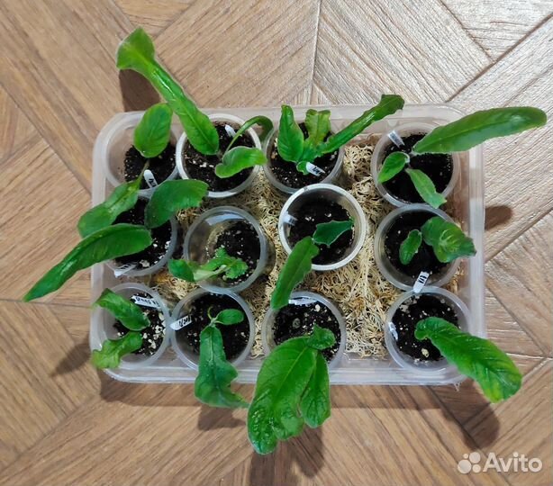 Стрептокарпусы детки