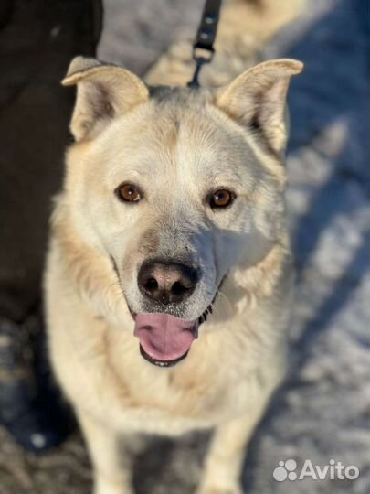 Собака в дар