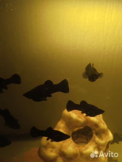 Аквариумные рыбки молинезии