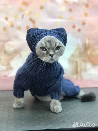 Вычес и стрижка мейкунов и других кошек