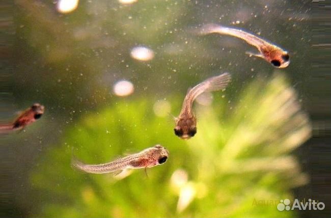 Мальки гуппи