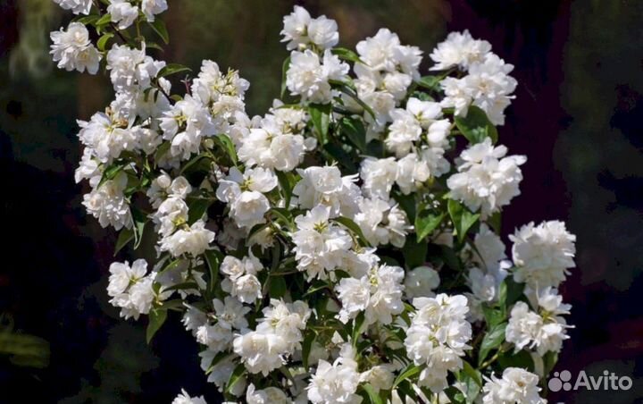 Чубушник Махровый