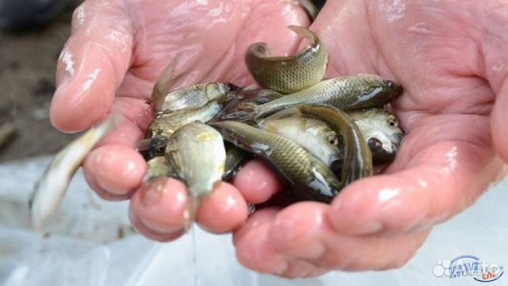 Сеголетка дикого сазана для зарыбления