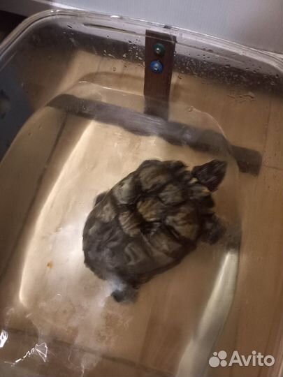 Красноухая черепаха отдам