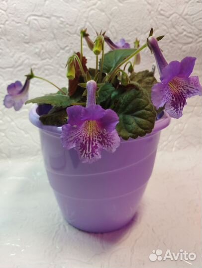 Минисиннингии