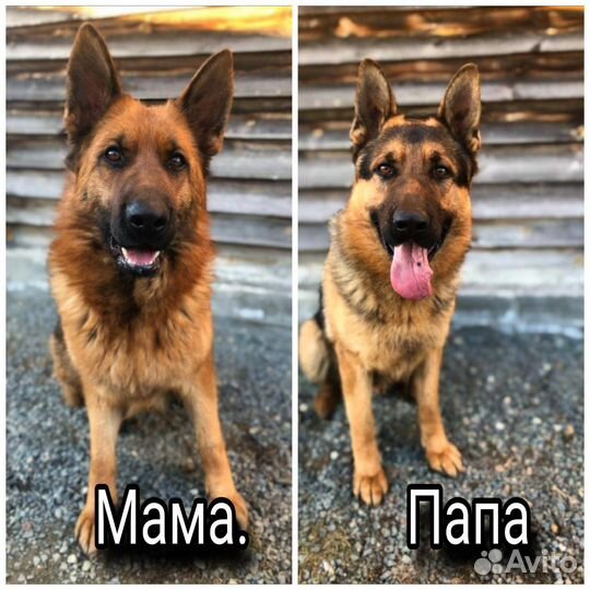 Немецкая овчарка