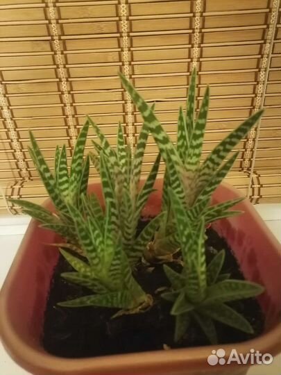 Растения комнатные