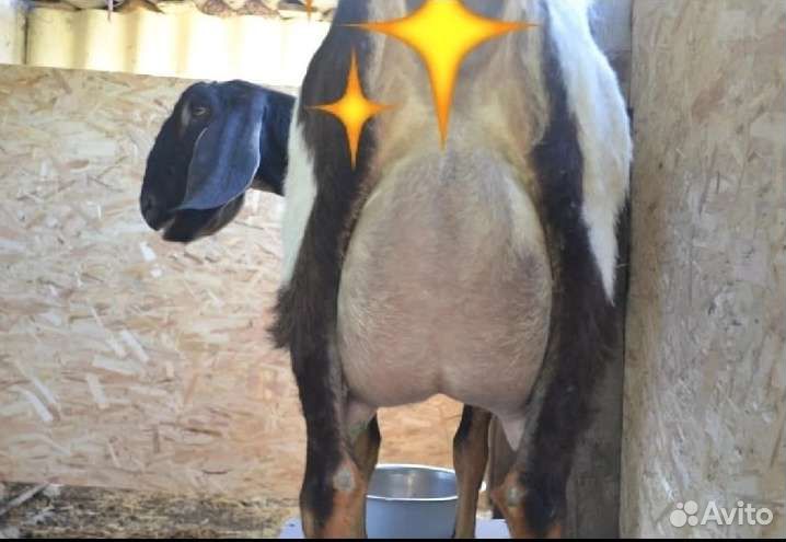 Козлик нубийский