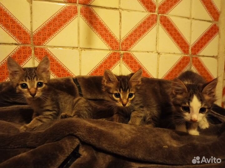 Кошки в добрые руки бесплатно