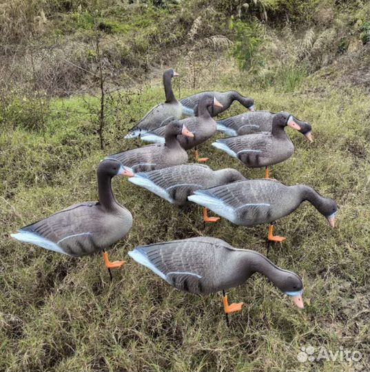 Чучела гусей Белолобых 3D 10шт