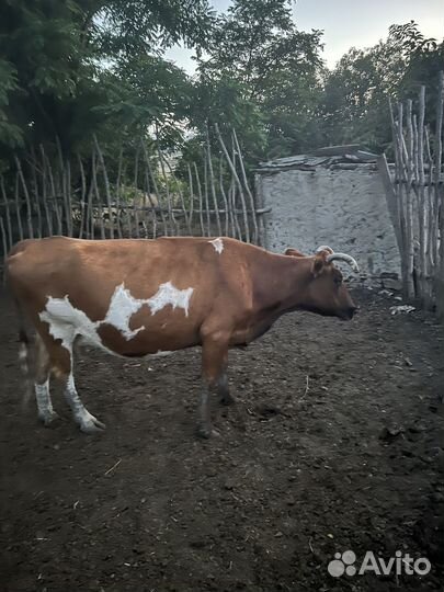 Коровы, бычки