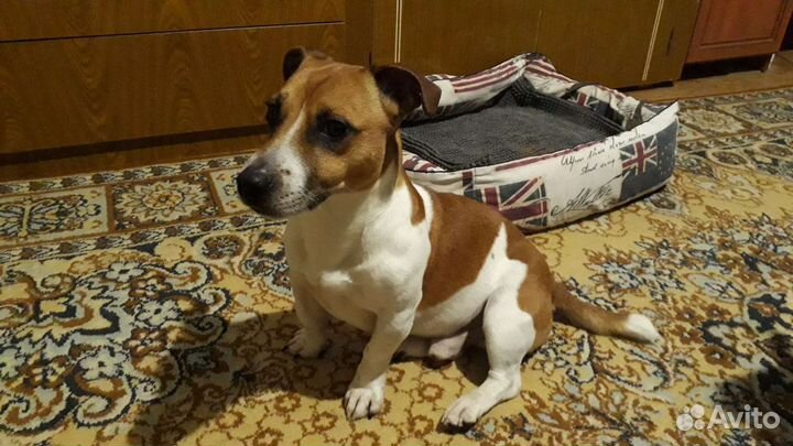 Передержка собак, грызунов, рептилий, птиц