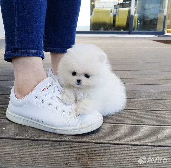 Супер мишки с доставкой на дом