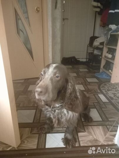 Русский спаниель