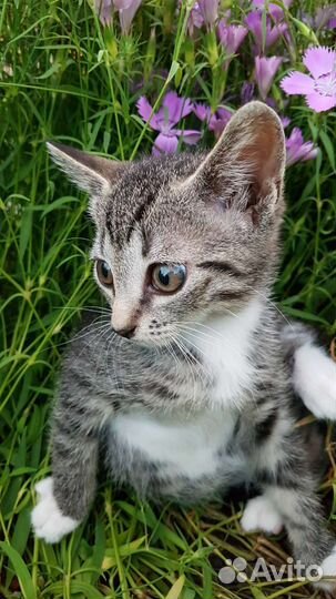 Котёнок