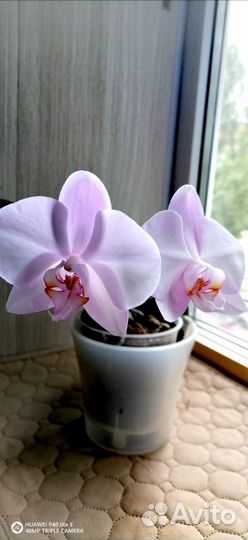 Орхидея фаленопсис