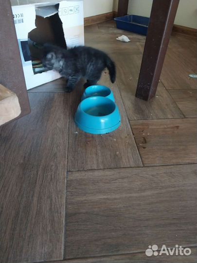 Кот в дар бесплатно